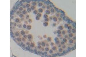 Figure. (NAGA antibody  (AA 218-415))