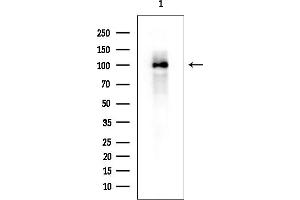 Western blot analysis of lysates from Rat brain, using p130 Cas Mouse Monoclonal Antibody at 1/1000 dilution.