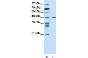 Western Blotting (WB) image for anti-Proteasome (Prosome, Macropain) 26S Subunit, ATPase, 2 (PSMC2) antibody (ABIN2461669) (PSMC2 antibody)