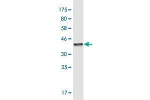 Neurobeachin antibody  (AA 1133-1220)