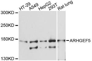 Western blot analysis of extracts of various cell lines, using ARHGEF5 antibody (ABIN5972323) at 1:3000 dilution. (ARHGEF5 antibody)