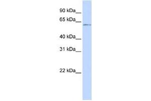 Western Blotting (WB) image for anti-Nuclear Factor I/C (CCAAT-Binding Transcription Factor) (NFIC) antibody (ABIN2460123) (NFIC antibody)