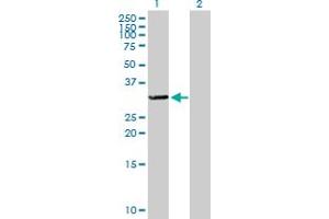 Western Blot analysis of TTC33 expression in transfected 293T cell line by TTC33 MaxPab polyclonal antibody. (TTC33 antibody  (AA 1-262))