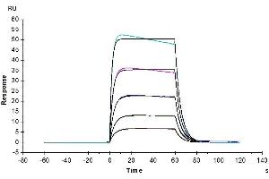 Biotinylated Human IL-2 R beta, His Tag captured on CM5 Chip via Anti-His Antibody can bind Human IL-2, No Tag with an affinity constant of 0. (IL2 Receptor beta Protein (AA 27-239) (His-Avi Tag,Biotin))