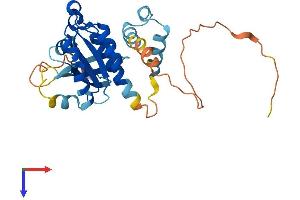RAB40A, Member RAS Oncogene Family-Like (RAB40AL) (AA 1-278) protein (His tag)