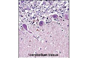 CR Antibody (N-term) (ABIN657682 and ABIN2846674) immunohistochemistry analysis in formalin fixed and paraffin embedded human cerebellum tissue followed by peroxidase conjugation of the secondary antibody and DAB staining. (CRMP1 antibody  (N-Term))