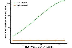Luminex Assay (LMNX) image for anti-Hes Family bHLH Transcription Factor 1 (HES1) antibody (ABIN2722654) (HES1 antibody)