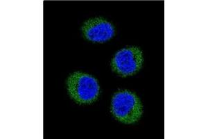 Image no. 1 for anti-Gardner-Rasheed Feline Sarcoma Viral (V-Fgr) Oncogene Homolog (FGR) (AA 11-40), (N-Term) antibody (ABIN359981) (Fgr antibody  (N-Term))