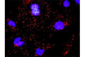 Proximity Ligation Analysis of protein-protein interactions between EGFR and CDH1. (E-cadherin antibody  (AA 381-480))