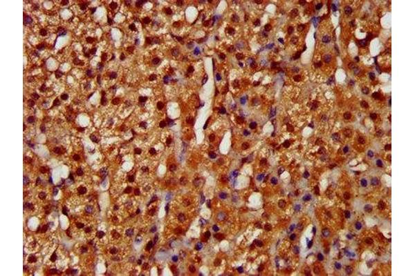 LARP6 antibody  (AA 294-453)