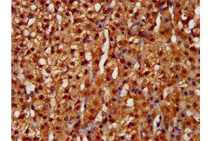 IHC image of ABIN7157812 diluted at 1:200 and staining in paraffin-embedded human adrenal gland tissue performed on a Leica BondTM system.