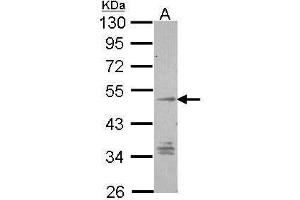 WB Image Sample (30 ug of whole cell lysate) A: Hep G2 , 10% SDS PAGE antibody diluted at 1:1000 (GPR137B antibody  (C-Term))