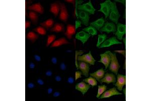 ABIN6265270 and ABIN6278780 staining HepG2 cells by IF/ICC.