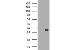 Image no. 1 for anti-RAB24, Member RAS Oncogene Family (RAB24) antibody (ABIN1500554) (RAB24 antibody)