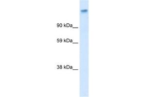 Western Blotting (WB) image for anti-Calcium Channel, Voltage-Dependent, alpha 2/delta Subunit 1 (CACNA2D1) antibody (ABIN2461079) (CACNA2D1 antibody)