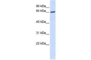 Western Blotting (WB) image for anti-Wntless Homolog (WLS) antibody (ABIN2458844) (GPR177/WLS antibody)