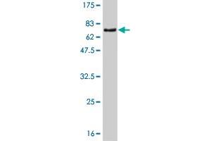Western Blot detection against Immunogen (66. (ZNF24 antibody  (AA 1-368))