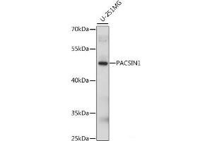 Western blot analysis of extracts of U-251MG cells using PACSIN1 Polyclonal Antibody at dilution of 1:1000. (PACSIN1 antibody)