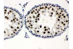 Anti- MNAT1 Picoband antibody, IHC(P) IHC(P): Rat Testis Tissue (MNAT1 antibody  (AA 92-278))