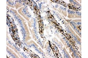 IHC-F testing of NRG1 antibody and rat intestine tissue (Neuregulin 1 antibody  (C-Term))