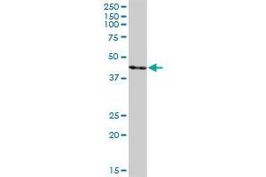 SURF6 MaxPab polyclonal antibody. (SURF6 antibody  (AA 1-361))