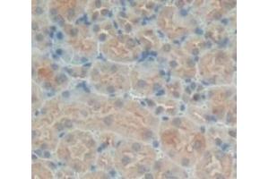 IHC-P analysis of Kidney tissue, with DAB staining. (SNX18 antibody  (AA 411-614))
