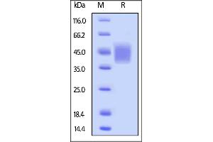 Biotinylated Human CD16b (NA1), His,Avitag (SPR & BLI verified) on  under reducing (R) condition.