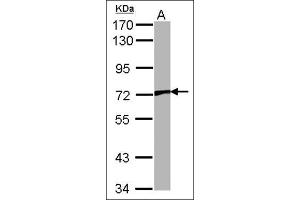 Sample (30 µg of whole cell lysate). (TRPV2 antibody  (Ser157))
