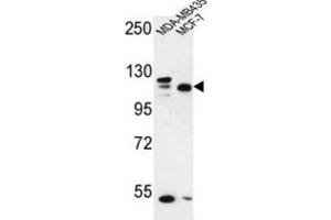 Western Blotting (WB) image for anti-SEC24 Family, Member C (SEC24C) antibody (ABIN3002130) (SEC24C antibody)