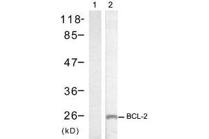 Western blot analysis of extracts from MCF7 cells using BCL-2 (Ab-70) antibody (E021060). (Bcl-2 antibody)