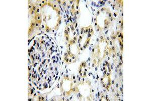 Immunohistochemistry (IHC) image for anti-Tight Junction Protein 1 (TJP1) (AA 1600-1700) antibody (ABIN1513706) (TJP1 antibody  (AA 1600-1700))