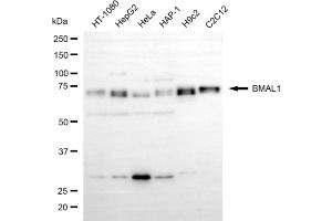 Western blotting analysis using BMAL1 antibody (ABIN7797659).