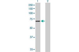 Western Blot analysis of STXBP1 expression in transfected 293T cell line by STXBP1 MaxPab polyclonal antibody. (STXBP1 antibody  (AA 1-603))