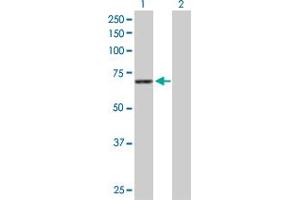 Western Blot analysis of STXBP1 expression in transfected 293T cell line by STXBP1 MaxPab polyclonal antibody.