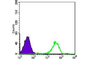 Flow cytometric analysis of Raji cells using FAK mouse mAb (green) and negative control (purple). (FAK antibody)