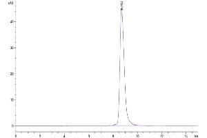 The purity of Cynomolgus IL-21R is greater than 95 % as determined by SEC-HPLC. (IL21 Receptor Protein (AA 41-254) (His tag))