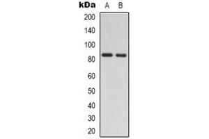Western blot analysis of RAD54A expression in Jurkat (A), HEK293T (B) whole cell lysates.
