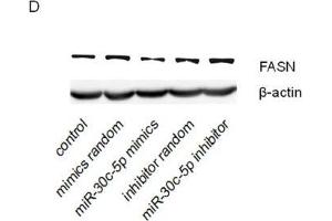 miR-30c-5p suppressed FASN expression(A) KEGG pathway analysis of genes targeted by miR-30c-5p.