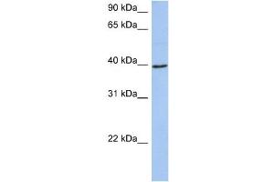 WB Suggested Anti-ACADM Antibody Titration:  0. (Medium-Chain Specific Acyl-CoA Dehydrogenase, Mitochondrial (N-Term) antibody)