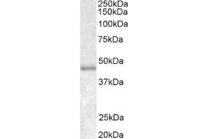 ABIN185271 staining (1. (Smooth Muscle Actin antibody  (N-Term))