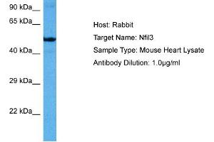 Host: Mouse Target Name: NFIL3 Sample Tissue: Mouse Heart Antibody Dilution: 1ug/ml (NFIL3 antibody  (Middle Region))