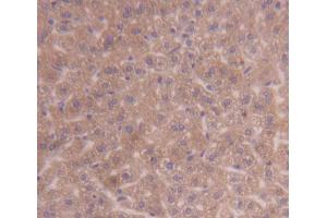 IHC-P analysis of Kidney tissue, with DAB staining. (PDK3 antibody  (AA 138-396))