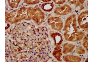 IHC image of ABIN7170916 diluted at 1:300 and staining in paraffin-embedded human kidney tissue performed on a Leica BondTM system. (SUCLG2 antibody  (AA 161-292))