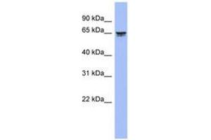 Image no. 1 for anti-Leucine Zipper, Putative Tumor Suppressor 2 (LZTS2) (AA 71-120) antibody (ABIN6744323) (LZTS2 antibody  (AA 71-120))