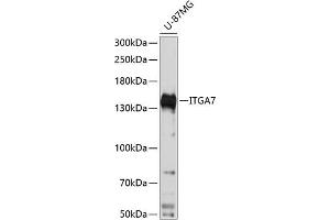 Western blot analysis of extracts of U-87MG cells, using ITG antibody  at 1:3000 dilution. (ITGA7 antibody  (AA 880-1020))