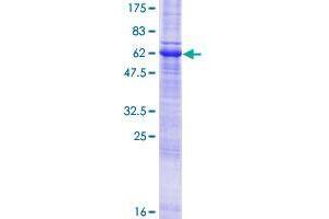 WBP1 Protein (AA 1-269) (GST tag)