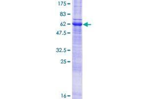 WBP1 Protein (AA 1-269) (GST tag)