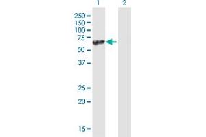 Western Blot analysis of UBAP1 expression in transfected 293T cell line by UBAP1 MaxPab polyclonal antibody. (UBAP1 antibody  (AA 1-502))