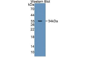 Figure. (ABAT antibody  (AA 236-500))