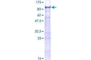 ST7L Protein (AA 1-575) (GST tag)